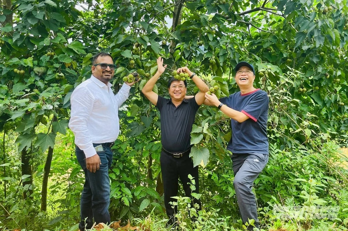 WWF supports establishing tung tree value chain